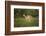 Grant's Gazelle Baby-Joe McDonald-Framed Photographic Print