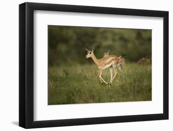 Grant's Gazelle Baby-Joe McDonald-Framed Photographic Print