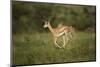 Grant's Gazelle Baby-Joe McDonald-Mounted Photographic Print