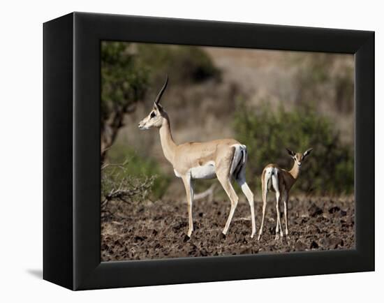 Grant's Gazelle (Gazella Granti) Female and Calf, Samburu National Reserve, Kenya, East Africa-James Hager-Framed Premier Image Canvas