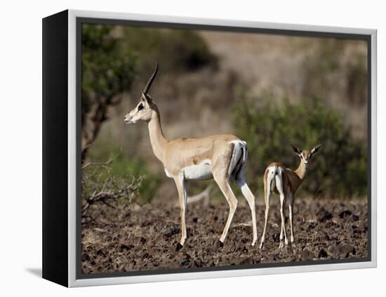 Grant's Gazelle (Gazella Granti) Female and Calf, Samburu National Reserve, Kenya, East Africa-James Hager-Framed Premier Image Canvas