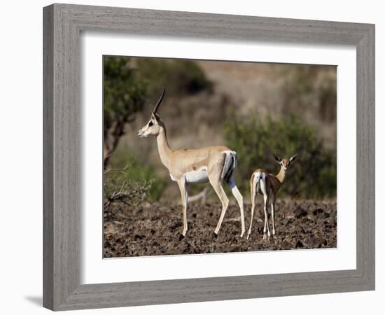 Grant's Gazelle (Gazella Granti) Female and Calf, Samburu National Reserve, Kenya, East Africa-James Hager-Framed Photographic Print