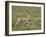 Grant's Gazelle (Gazella Granti) Mother and Baby, Serengeti National Park, Tanzania-James Hager-Framed Photographic Print