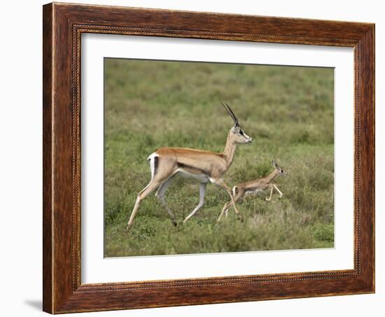 Grant's Gazelle (Gazella Granti) Mother and Baby, Serengeti National Park, Tanzania-James Hager-Framed Photographic Print