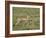 Grant's Gazelle (Gazella Granti) Mother and Baby, Serengeti National Park, Tanzania-James Hager-Framed Photographic Print