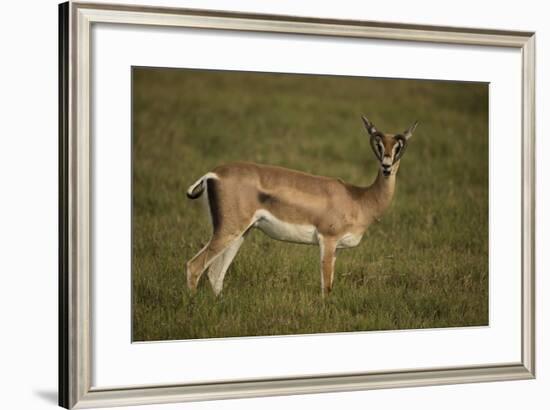 Grant's Gazelle Heart-Shaped Horns-Joe McDonald-Framed Photographic Print