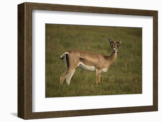 Grant's Gazelle Heart-Shaped Horns-Joe McDonald-Framed Photographic Print