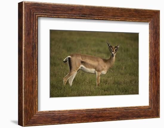 Grant's Gazelle Heart-Shaped Horns-Joe McDonald-Framed Photographic Print