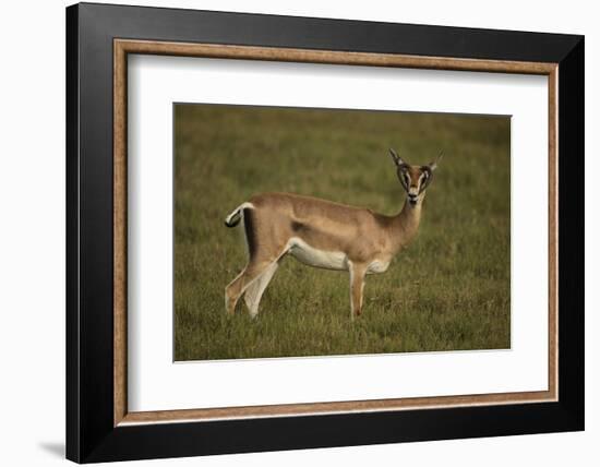 Grant's Gazelle Heart-Shaped Horns-Joe McDonald-Framed Photographic Print