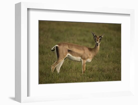 Grant's Gazelle Heart-Shaped Horns-Joe McDonald-Framed Photographic Print