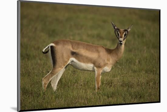 Grant's Gazelle Heart-Shaped Horns-Joe McDonald-Mounted Photographic Print