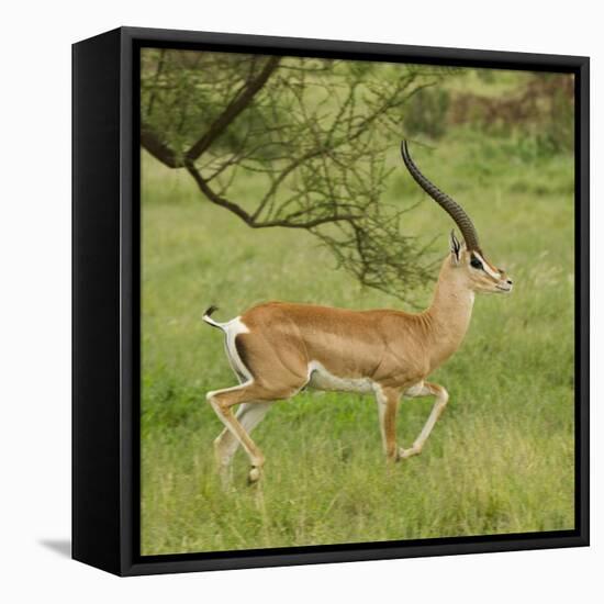 Grant's Gazelle Portrait-Joe McDonald-Framed Premier Image Canvas