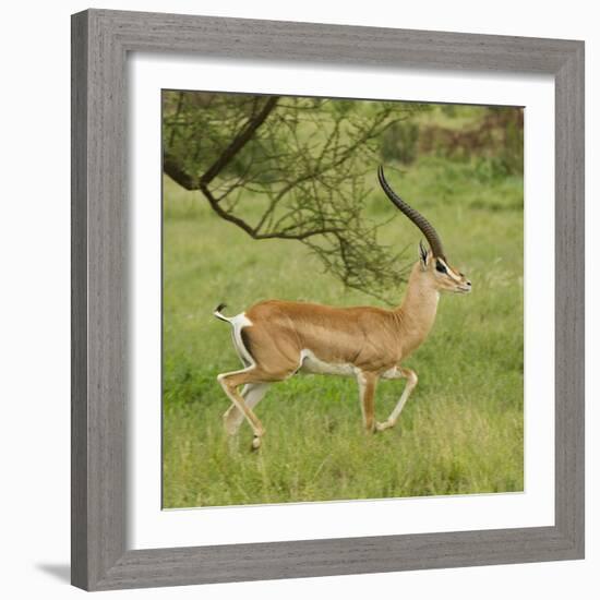 Grant's Gazelle Portrait-Joe McDonald-Framed Photographic Print