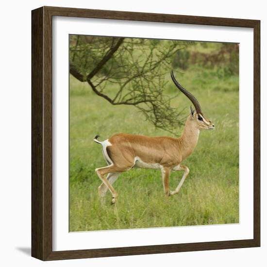 Grant's Gazelle Portrait-Joe McDonald-Framed Photographic Print