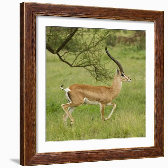 Grant's Gazelle Portrait-Joe McDonald-Framed Photographic Print