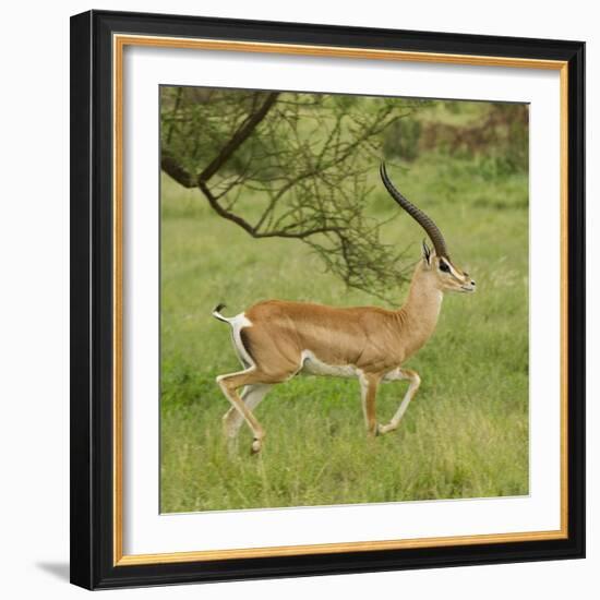 Grant's Gazelle Portrait-Joe McDonald-Framed Photographic Print