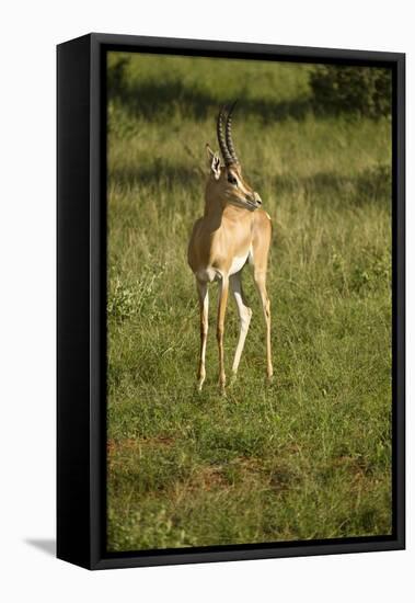 Grant's Gazelle-Mary Ann McDonald-Framed Premier Image Canvas