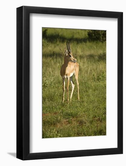 Grant's Gazelle-Mary Ann McDonald-Framed Photographic Print