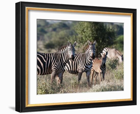 Grant's Zebra (Equus Quagga Boehmi), Lualenyi Game Reserve, Kenya, East Africa, Africa-Sergio Pitamitz-Framed Photographic Print