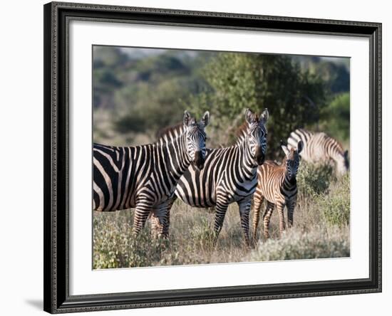 Grant's Zebra (Equus Quagga Boehmi), Lualenyi Game Reserve, Kenya, East Africa, Africa-Sergio Pitamitz-Framed Photographic Print