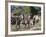 Grant's Zebra (Equus Quagga Boehmi), Lualenyi Game Reserve, Kenya, East Africa, Africa-Sergio Pitamitz-Framed Photographic Print