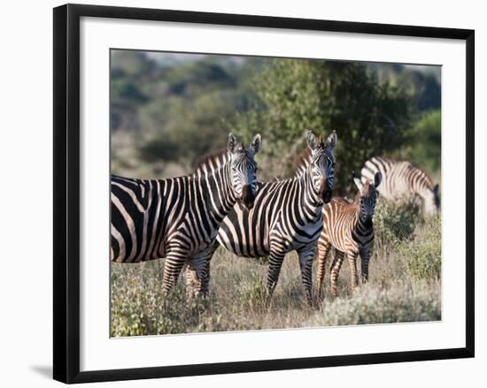 Grant's Zebra (Equus Quagga Boehmi), Lualenyi Game Reserve, Kenya, East Africa, Africa-Sergio Pitamitz-Framed Photographic Print