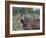 Grant's Zebra (Equus Quagga Boehmi), Lualenyi Game Reserve, Kenya, East Africa, Africa-Sergio Pitamitz-Framed Photographic Print