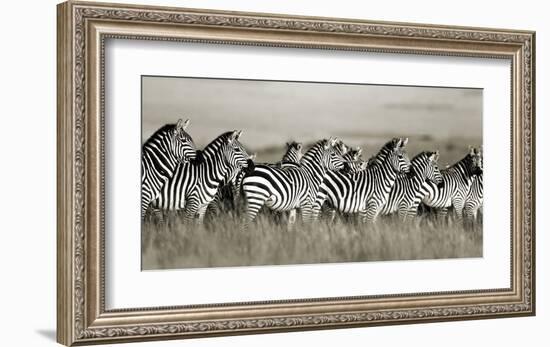 Grant's zebra, Masai Mara, Kenya-Frank Krahmer-Framed Art Print