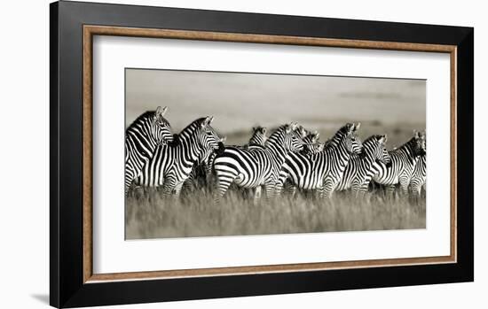 Grant's zebra, Masai Mara, Kenya-Frank Krahmer-Framed Art Print