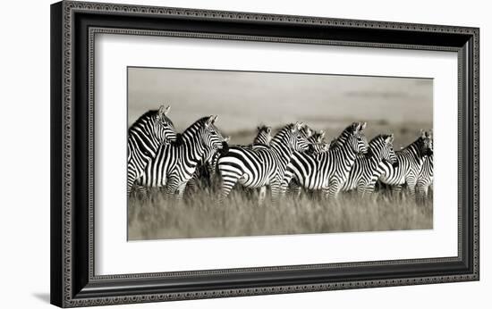 Grant's zebra, Masai Mara, Kenya-Frank Krahmer-Framed Art Print