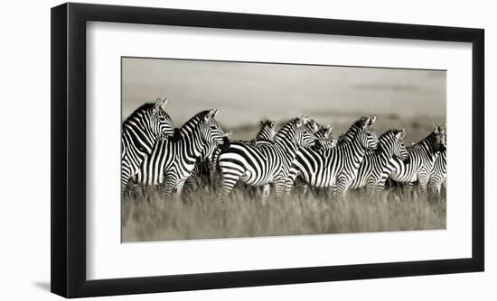 Grant's zebra, Masai Mara, Kenya-Frank Krahmer-Framed Art Print