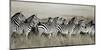 Grant's zebra, Masai Mara, Kenya-Frank Krahmer-Mounted Art Print