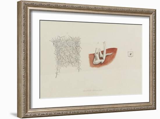 Grantia Botryoides: Sponge-Philip Henry Gosse-Framed Giclee Print