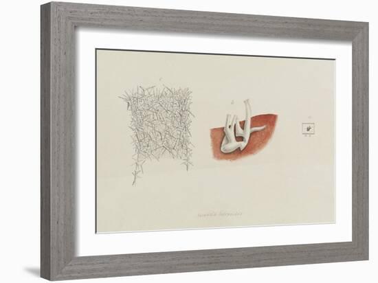 Grantia Botryoides: Sponge-Philip Henry Gosse-Framed Giclee Print