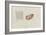 Grantia Botryoides: Sponge-Philip Henry Gosse-Framed Giclee Print