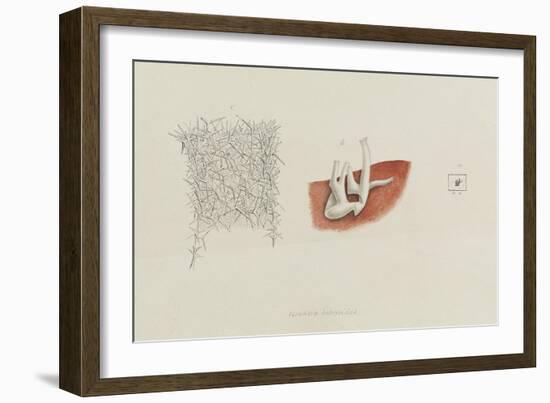 Grantia Botryoides: Sponge-Philip Henry Gosse-Framed Giclee Print