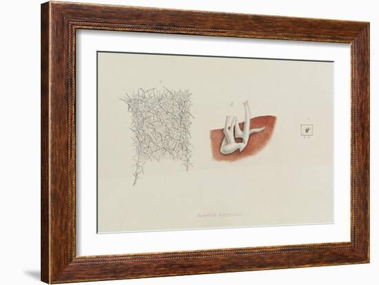 Grantia Botryoides: Sponge-Philip Henry Gosse-Framed Giclee Print