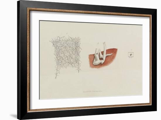 Grantia Botryoides: Sponge-Philip Henry Gosse-Framed Giclee Print