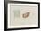 Grantia Botryoides: Sponge-Philip Henry Gosse-Framed Giclee Print