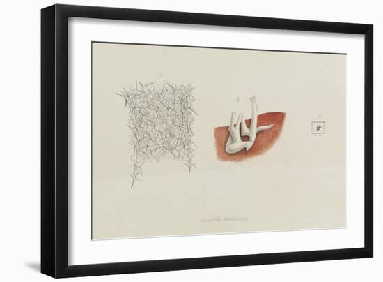 Grantia Botryoides: Sponge-Philip Henry Gosse-Framed Giclee Print