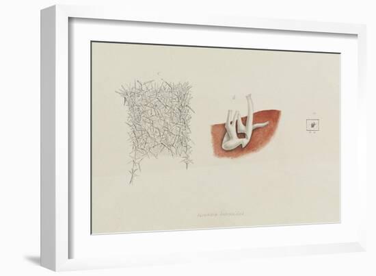 Grantia Botryoides: Sponge-Philip Henry Gosse-Framed Giclee Print