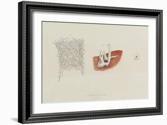 Grantia Botryoides: Sponge-Philip Henry Gosse-Framed Giclee Print