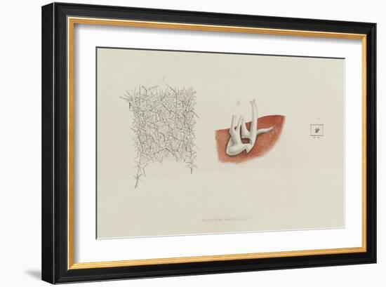 Grantia Botryoides: Sponge-Philip Henry Gosse-Framed Giclee Print