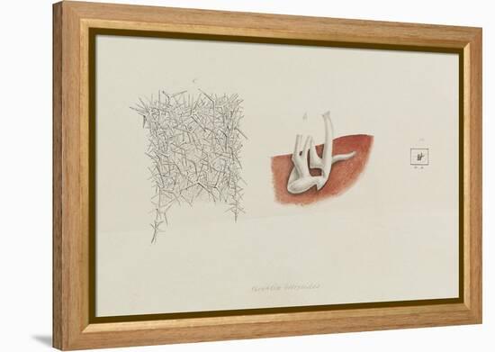 Grantia Botryoides: Sponge-Philip Henry Gosse-Framed Premier Image Canvas