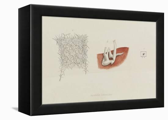 Grantia Botryoides: Sponge-Philip Henry Gosse-Framed Premier Image Canvas