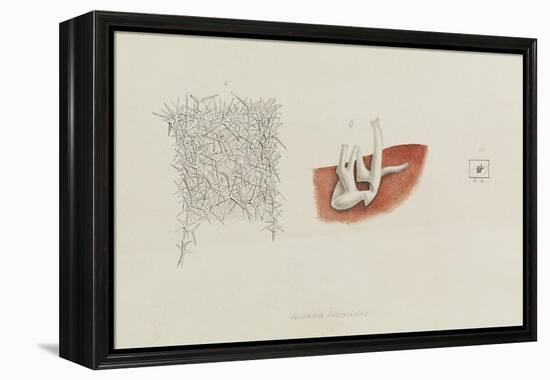 Grantia Botryoides: Sponge-Philip Henry Gosse-Framed Premier Image Canvas