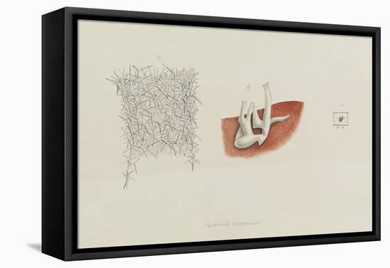 Grantia Botryoides: Sponge-Philip Henry Gosse-Framed Premier Image Canvas