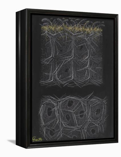 Grantia Sponge-Philip Henry Gosse-Framed Premier Image Canvas