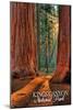 Grants Grove - Kings Canyon National Park, California-Lantern Press-Mounted Art Print