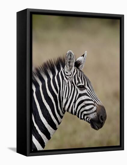 Grants Zebra, Masai Mara National Reserve-James Hager-Framed Premier Image Canvas